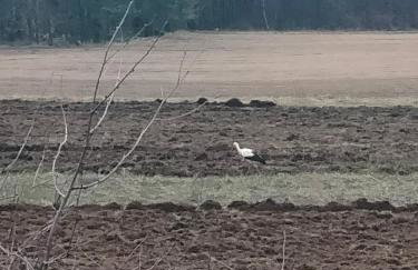 Domek Rokitki - Foto 20