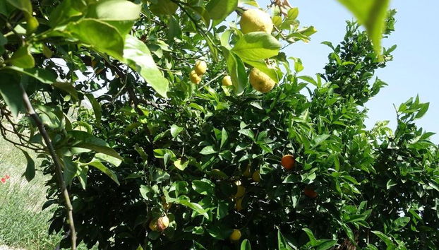 Agriturismo Baglio San Nicola - Foto 3