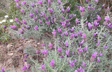 casa rosa nel residence mirice con piscina ,wifi,climatizzatore - vicino al mare - Photo 23