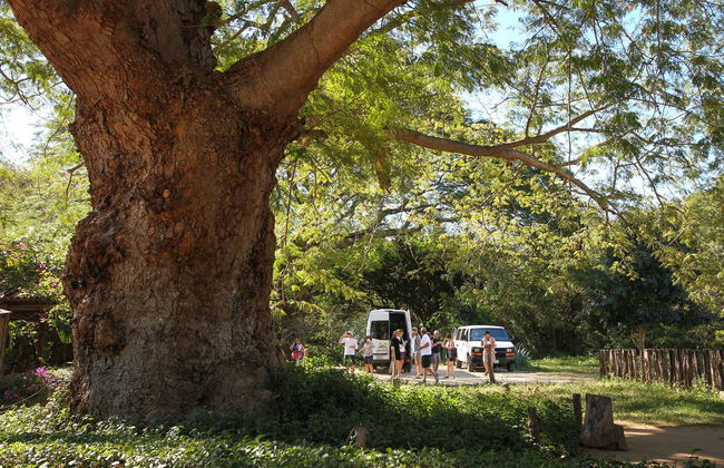 Zip line a Mazatlán + Visita a una distilleria di tequila - Foto 7