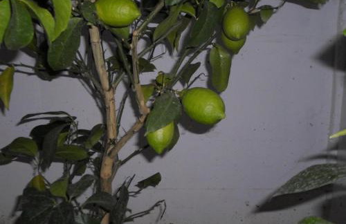 Villa Romantica - Foto 29