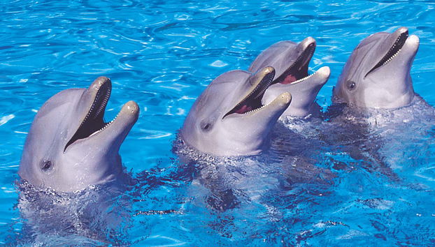 Palmitos Park - Foto 5