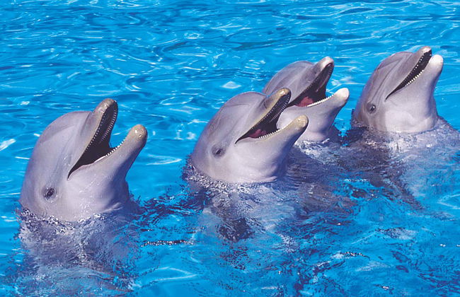 Palmitos Park Ticket - Photo 5