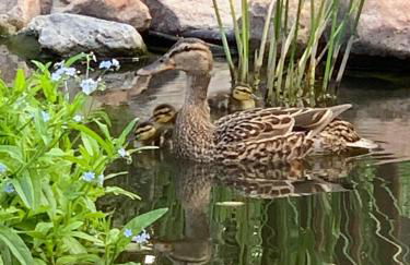 Ferienwohnung-Willgeroth - Foto 25