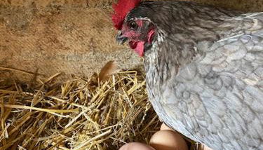 Gîtes à la ferme idéal en couple, famille ou amis - Foto 2