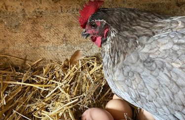 Gîtes à la ferme idéal en couple, famille ou amis - Foto 2