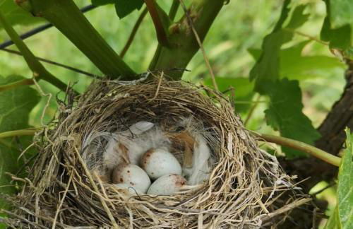 Barone GR Macrì Agriturismo Modi - Foto 68