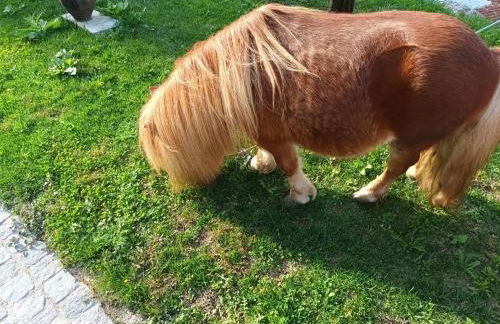 Casa de Ferrapilhe - Foto 34