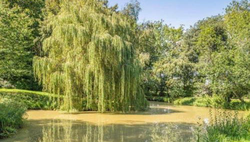 Daisy Cottage - Foto 5