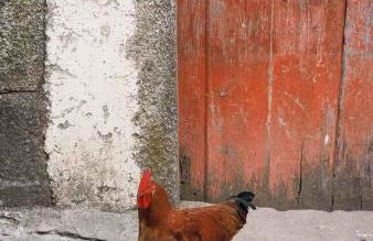 A Lagosta Perdida - Foto 30