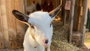 Villa Boeddu, relax tra mare e campagna - Foto 2