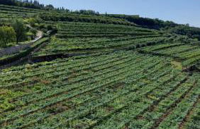 Azienda Agrituristica Corteforte - Foto 78