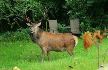 Cheerful Stays: 4 Bedroom Cottage in Arrochar - Foto 77