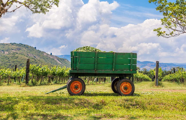 Visit to the Marques Villa de Leyva Vineyard - Foto 1