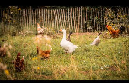 Natures-Rest Wielen - Foto 3