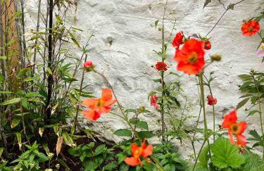 Old Bookshop - Unique house in central St Ives with outdoor space - Foto 11