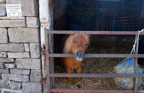 Mountain View Farm Cottage - Foto 12