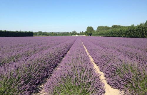 The Willow Tree - Photo 24