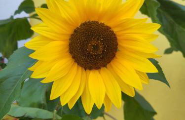 Ti's Herberge - Foto 13