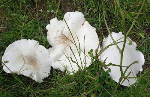 Bougainvillea casa vacanza - Foto 44