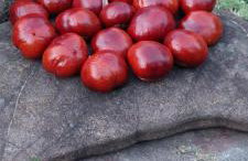 Szumią Dęby - Marcyporęba - Photo 38