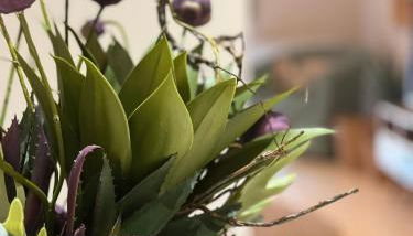 Petite Fleur - Photo 5