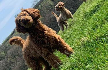 Brook lodge 2 - Photo 2