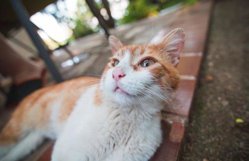 Zgora mora-above the sea-peacefull,family frendly - Foto 35