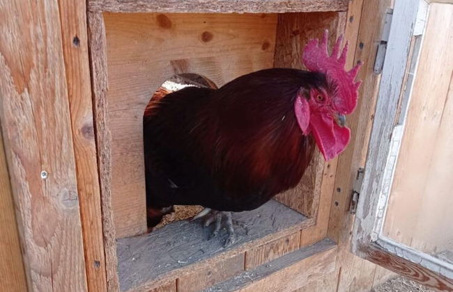 Rossweid hut With a Fantastic View - Foto 22