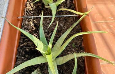 Li Cuppulati House Agrustos - Foto 39