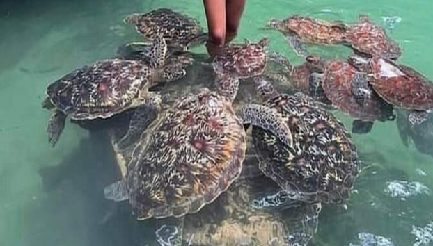 Nungwi Turtle Sanctuary Tour - Photo 5