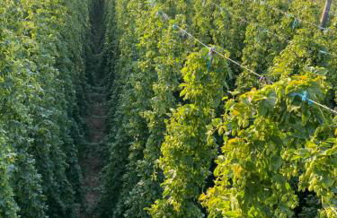 1C Boutique Apartments NR14 - Foto 42