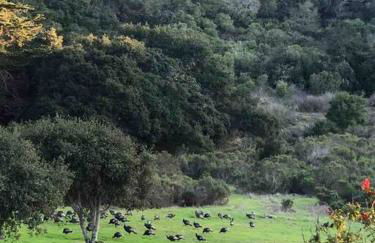 Pacific Coast Hwy Bunkhouse in San Luis Obispo - Foto 36