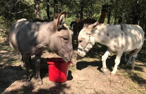 Spacious Cottage Rental for Group Getaway on Ranch near Dallas, Texas - Foto 33