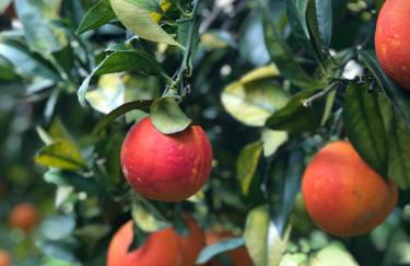 Chalet Tenuta Lacco - Foto 30