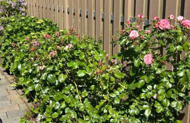 Ferienwohnung Winzenburg in der Nähe vom Steinhuder Meer und Dinopark Münchehagen - Foto 59