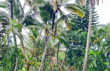 House of Aloha - Foto 11