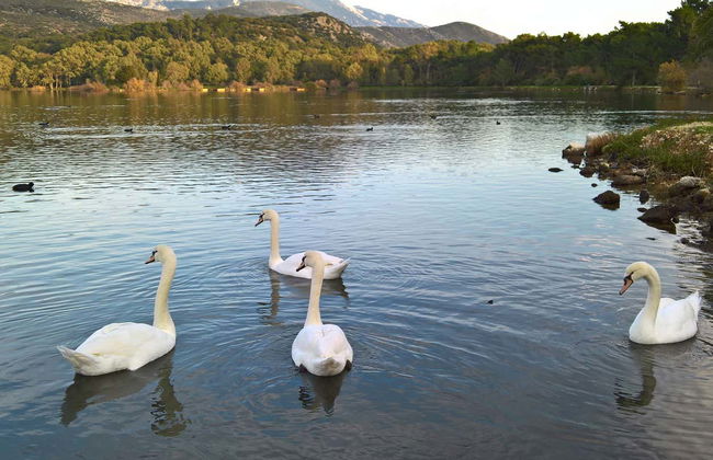 Excursión al castillo de San Jorge y el monasterio de San Gerasimos - Foto 5