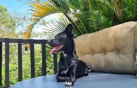 Casa para relaxar, estilosa, privativa e pet friendly - Foto 62