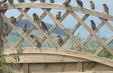 Woodend Cottage - Foto 23