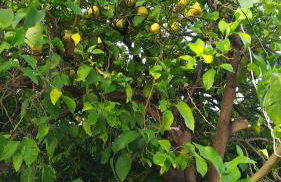 Peter's traditional house - Foto 47