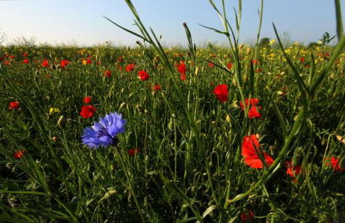 Apfelgartenhaus 2 - Foto 14