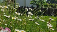 Noclegi u Babci Gieni - Foto 4, Garden, Garden view