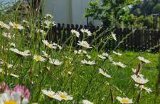 Noclegi u Babci Gieni - Foto 4