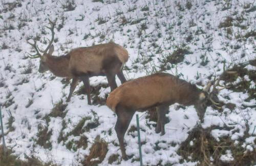 Apartament u Joli - Foto 34