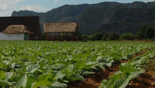 We'll see beautiful views of the tabacco plants