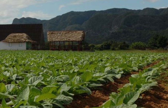 Tobacco Tour - Photo 4