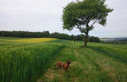 Ferienwohnung Maifeld - Foto 20