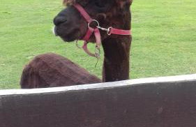 Agroturystyka Natura - Foto 36