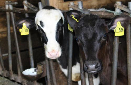 Lehmannshof Ferienwohnungen - Foto 9